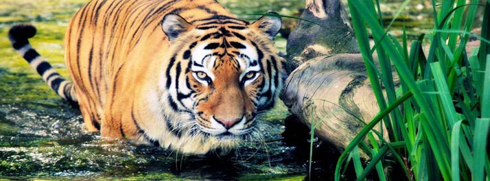 1022/The Elephant Court - Thekkady 27.jpg